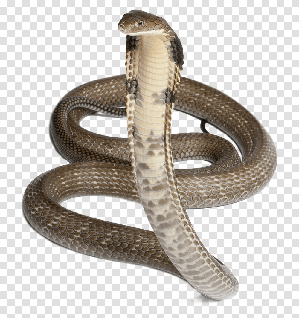 Cobra Serpiente 4 Fotos 1 Palabra, Snake, Reptile, Animal Transparent Png