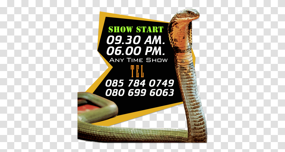 Cobra Show Rotten In The State, Snake, Reptile, Animal Transparent Png