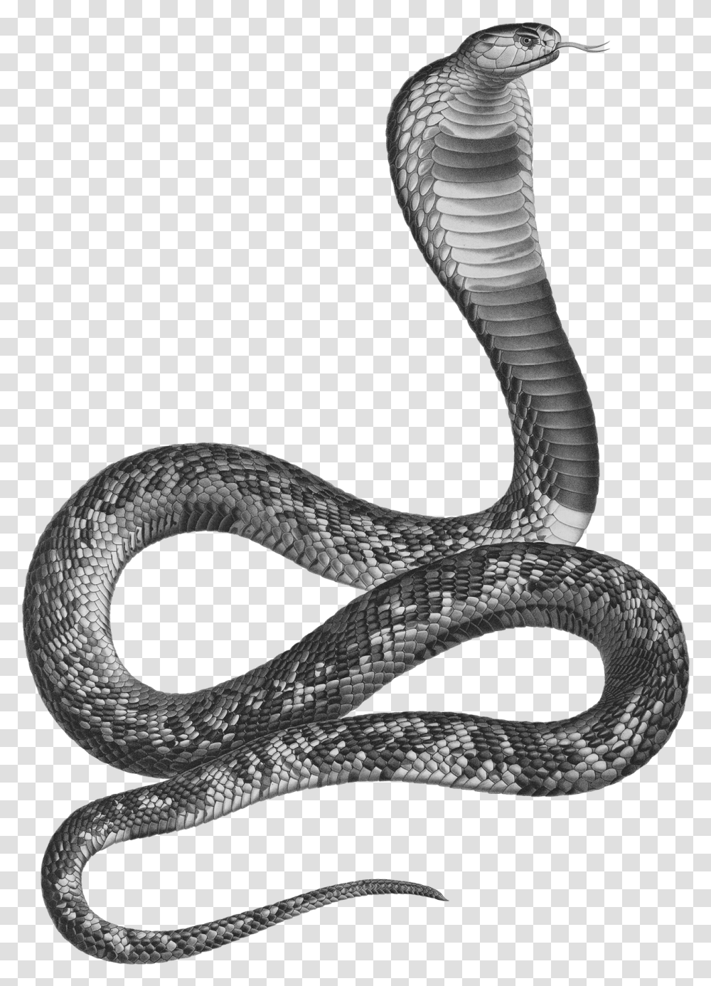 Cobra Snake Ancient Egypt Asp Snake, Reptile, Animal Transparent Png