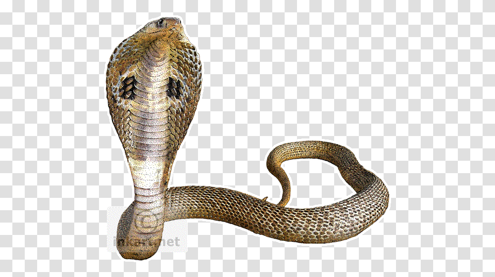Cobra Snake Background King Cobra Snake, Reptile, Animal Transparent Png