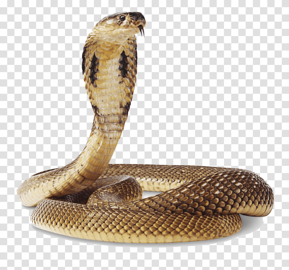 Cobra Snake Background Snake, Reptile, Animal Transparent Png