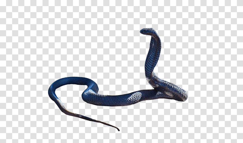 Cobra Snake Clipart, Reptile, Animal Transparent Png