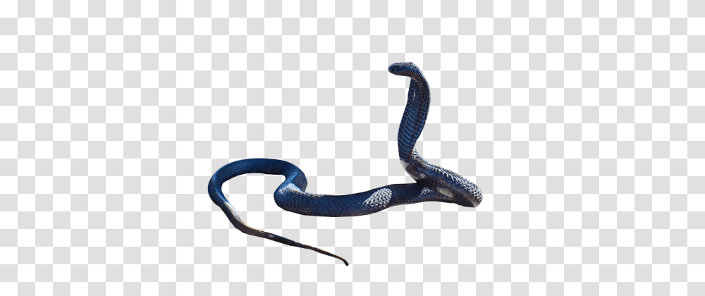 Cobra Snake Hd, Reptile, Animal Transparent Png