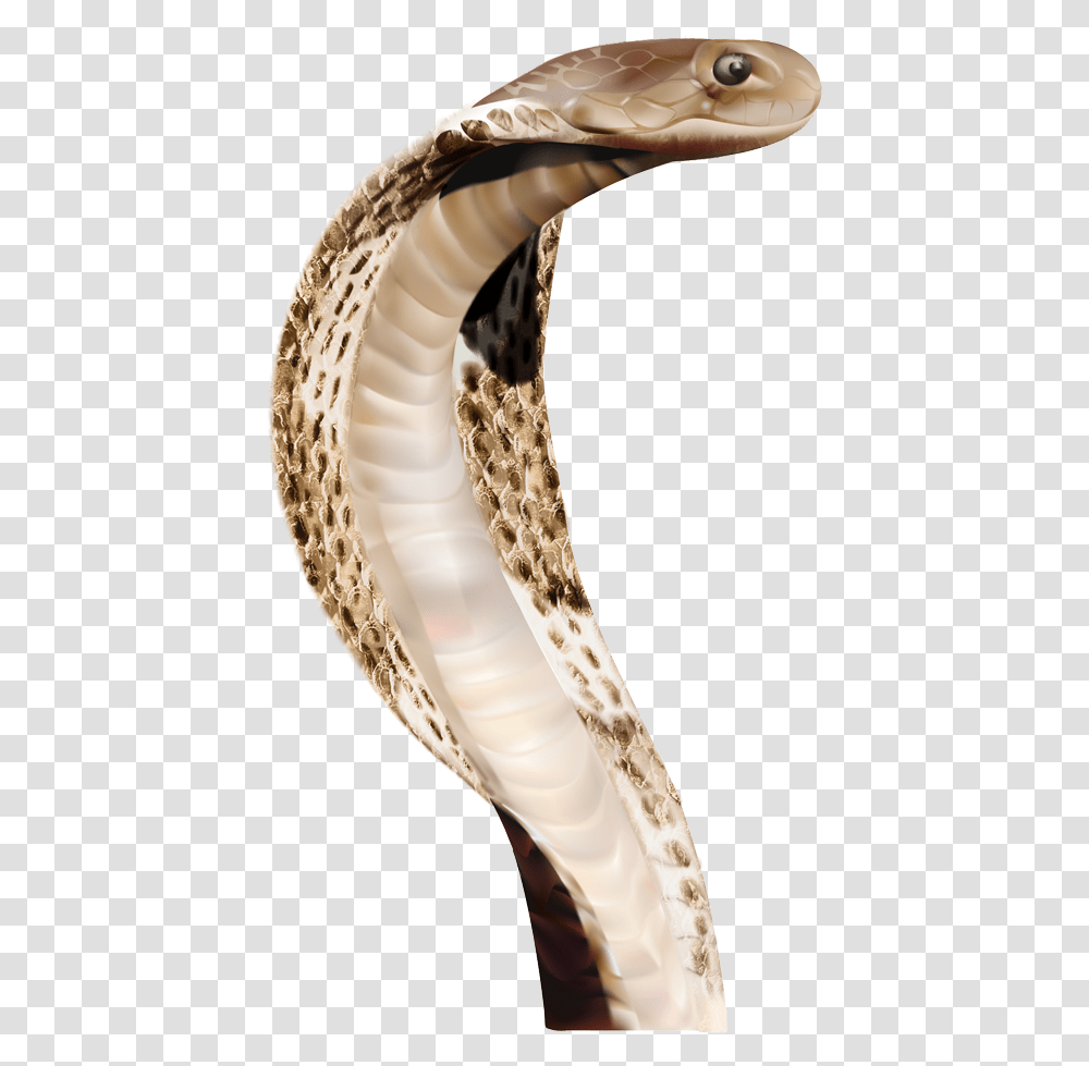 Cobra Snake Head, Reptile, Animal Transparent Png