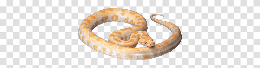Cobra Snake Head Stickpng White And Orange Snake, Reptile, Animal, Rock Python, Anaconda Transparent Png
