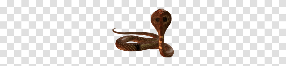 Cobra Snake Picture Archives, Reptile, Animal, Hammer, Tool Transparent Png