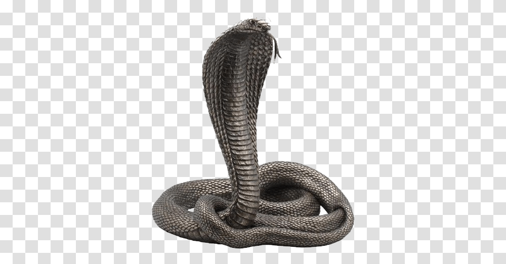 Cobra Snake, Reptile, Animal Transparent Png