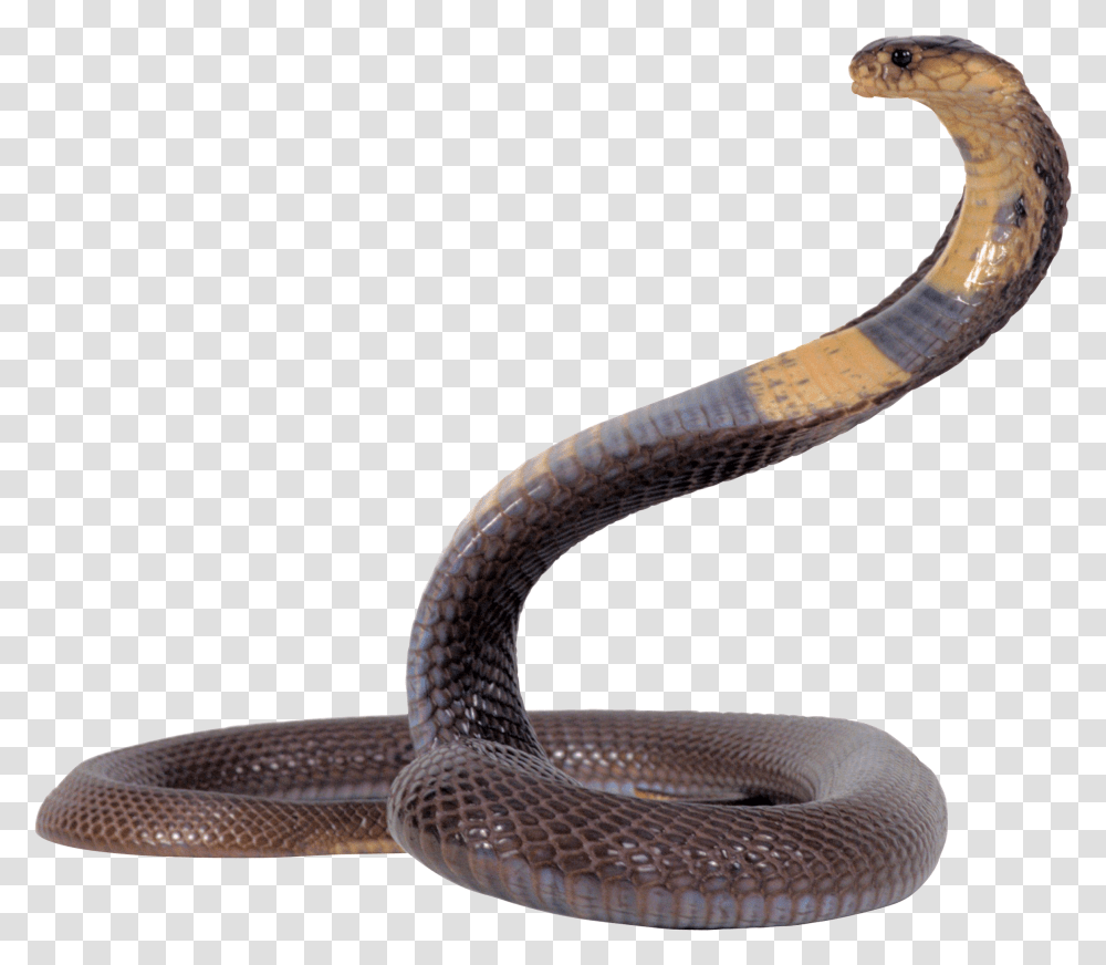 Cobra Snake, Reptile, Animal Transparent Png