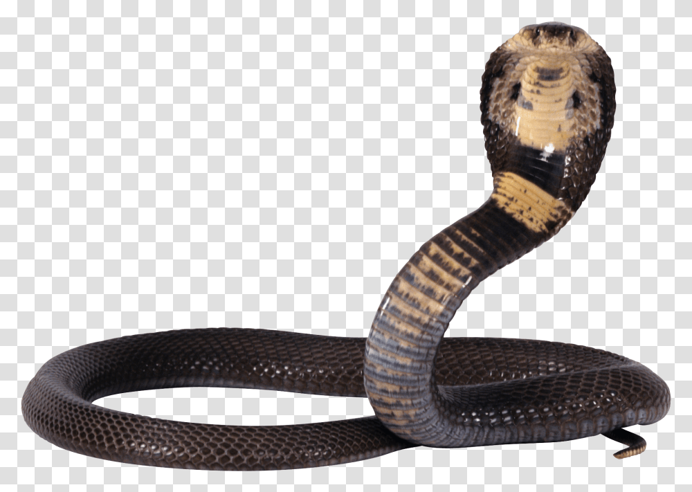 Cobra Snake Shiva Snake, Reptile, Animal Transparent Png