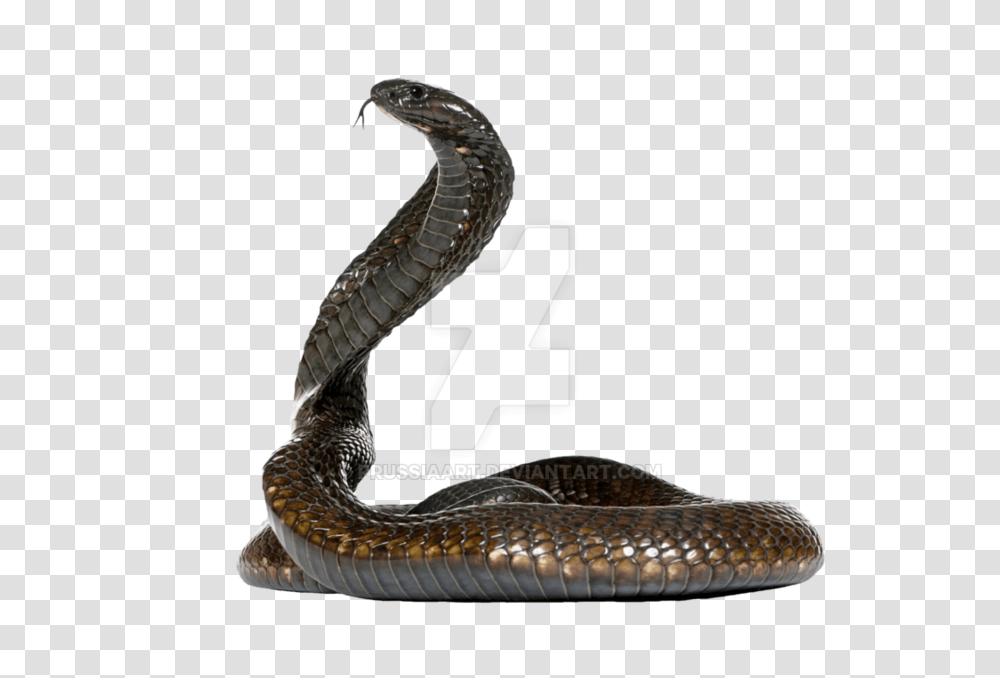 Cobra Snake Snake On Background, Reptile, Animal Transparent Png