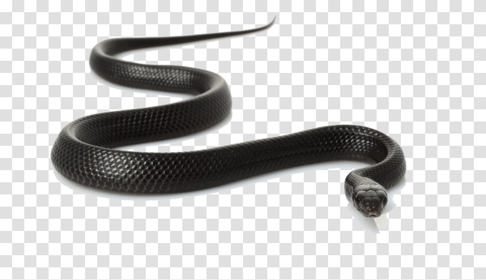 Cobra Snake Snakes In Madhya Pradesh, Reptile, Animal, Hose Transparent Png