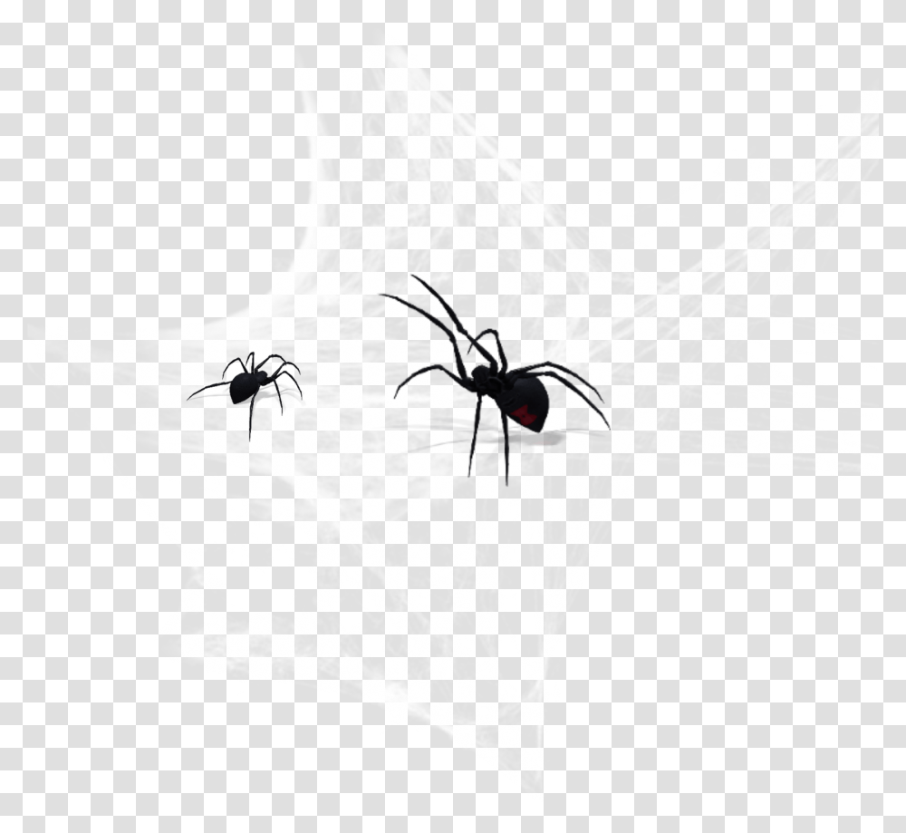 Cobweb Spider Black Widow, Bird, Animal, Insect, Invertebrate Transparent Png