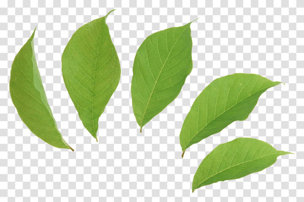 Coca Leaf Background, Plant, Annonaceae, Tree, Green Transparent Png