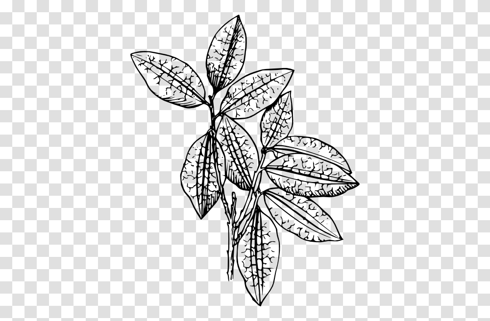 Coca Plant Clip Art, Leaf, Drawing, Floral Design Transparent Png