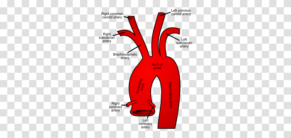 Cocaethylene Synthesis And Pathophysiology Proteopedia Aortic Arch, Plant, Vegetable, Food, Root Transparent Png