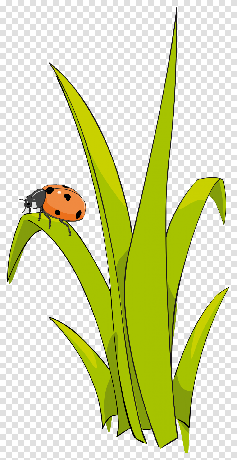 Coccinelle Sur Brin D Herbe Ladybug On Grass Clipart, Plant, Flower, Banana, Photography Transparent Png