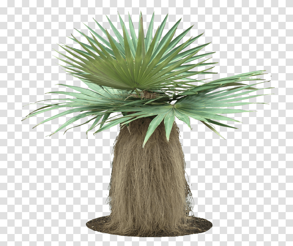 Coccothrinax Crinita, Plant, Palm Tree, Flower, Ikebana Transparent Png