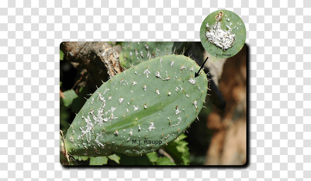 Cochineal Insect On A Opuntia Cactus, Plant, Fungus Transparent Png