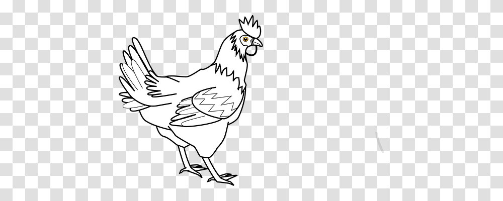 Cock Animals, Hen, Chicken, Poultry Transparent Png