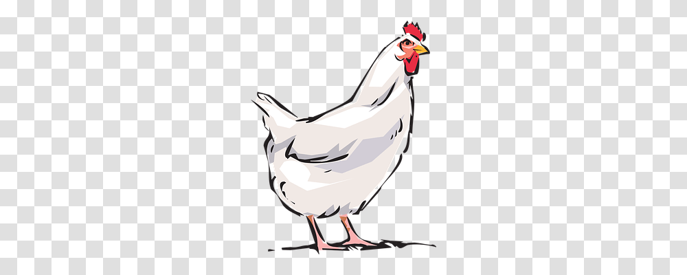 Cock Animals, Bird, Fowl, Poultry Transparent Png