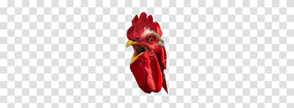 Cock, Animals, Bird, Rooster, Chicken Transparent Png