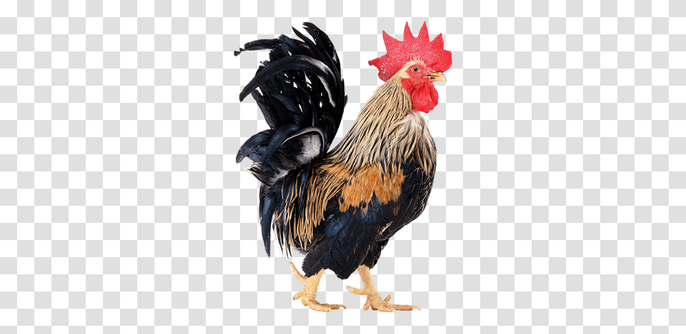 Cock, Animals, Chicken, Poultry, Fowl Transparent Png