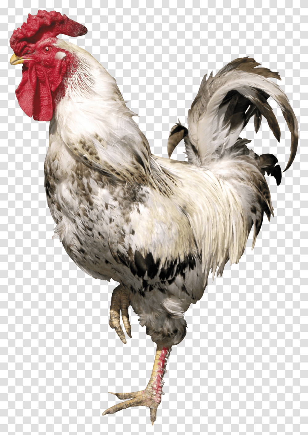 Cock, Animals, Chicken, Poultry, Fowl Transparent Png