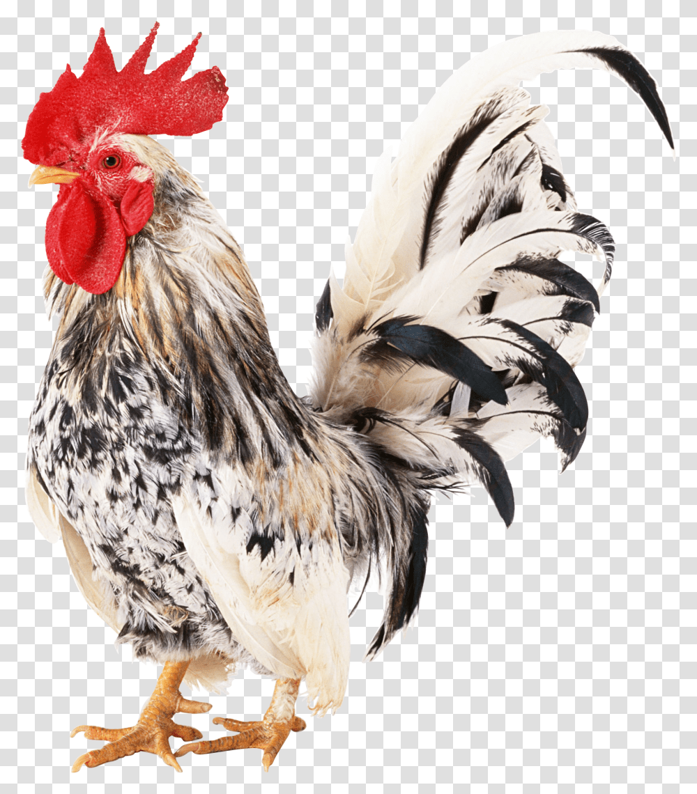 Cock, Animals, Chicken, Poultry, Fowl Transparent Png