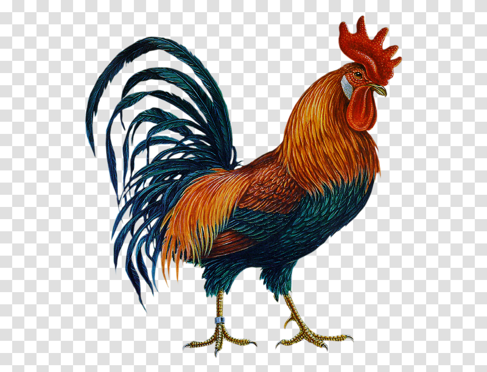 Cock, Animals, Chicken, Poultry, Fowl Transparent Png