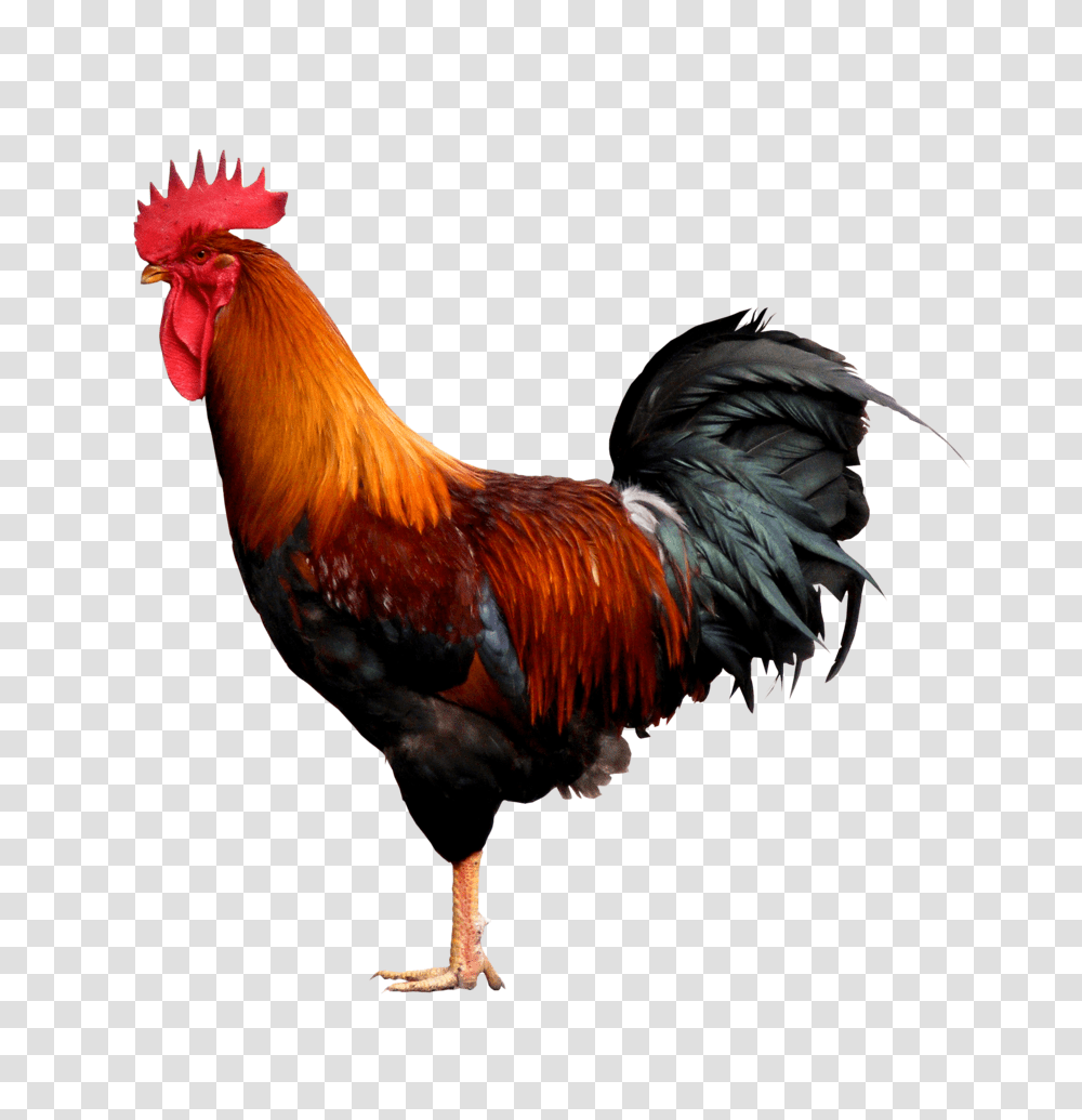 Cock, Animals, Chicken, Poultry, Fowl Transparent Png