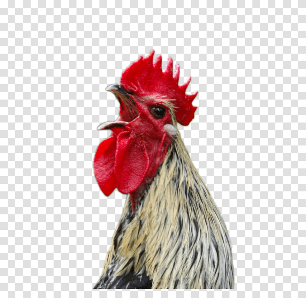 Cock, Animals, Chicken, Poultry, Fowl Transparent Png