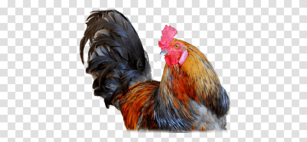 Cock, Animals, Chicken, Poultry, Fowl Transparent Png