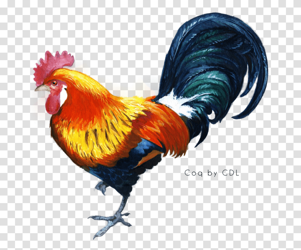 Cock, Animals, Chicken, Poultry, Fowl Transparent Png