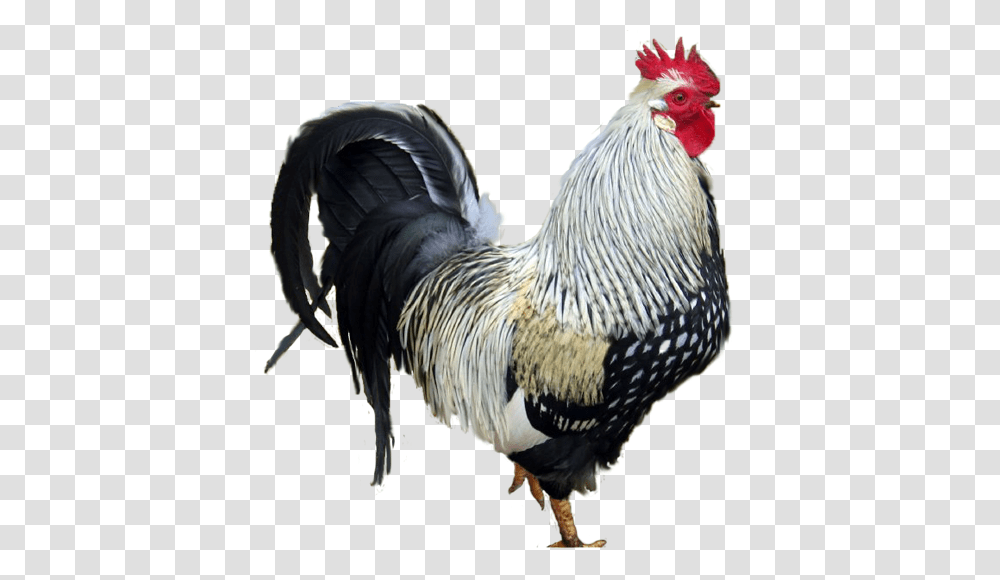 Cock, Animals, Chicken, Poultry, Fowl Transparent Png