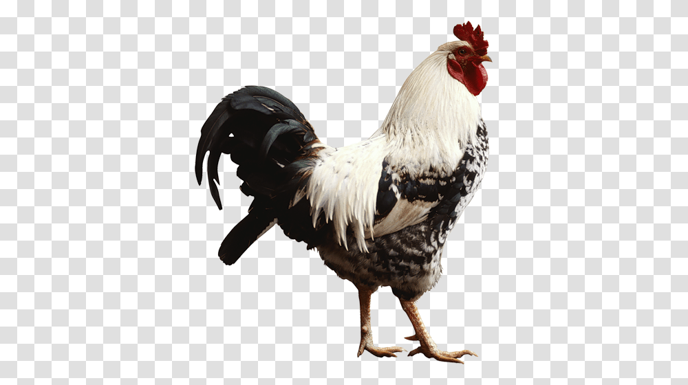 Cock, Animals, Chicken, Poultry, Fowl Transparent Png