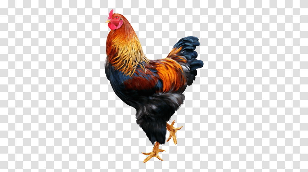 Cock, Animals, Chicken, Poultry, Fowl Transparent Png