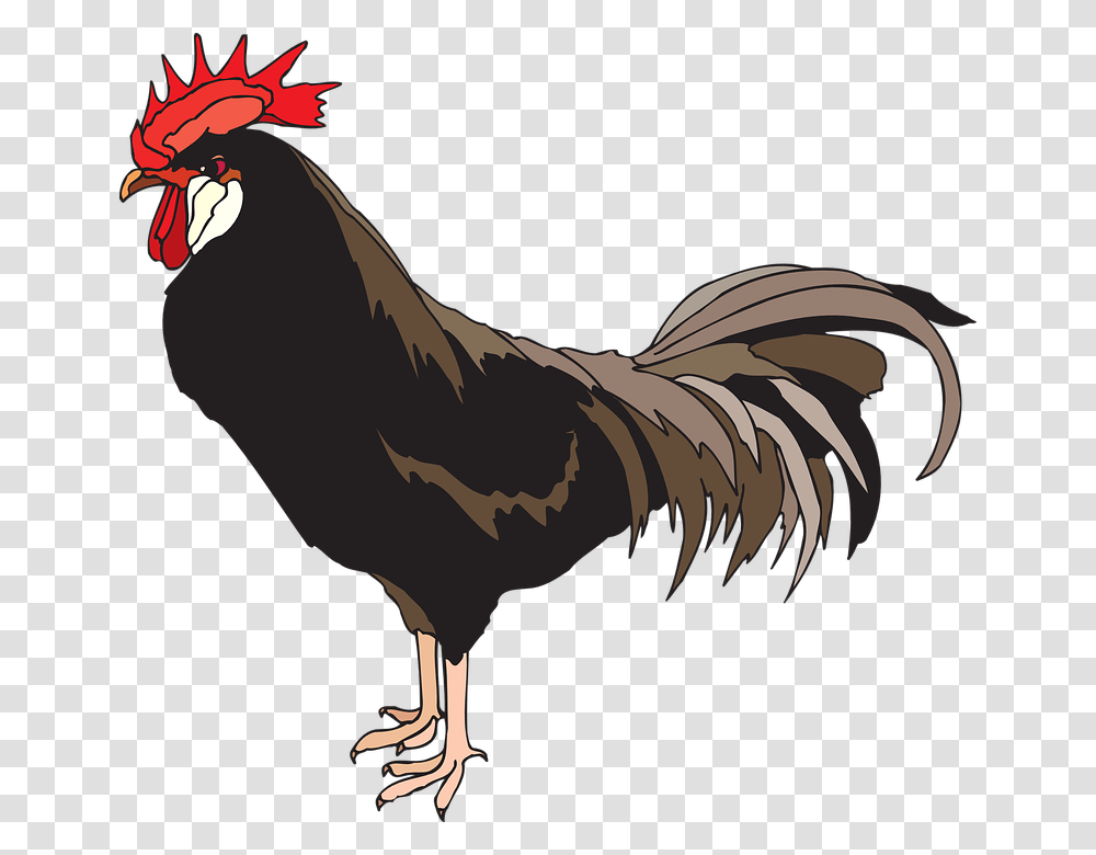Cock, Animals, Fowl, Bird, Chicken Transparent Png
