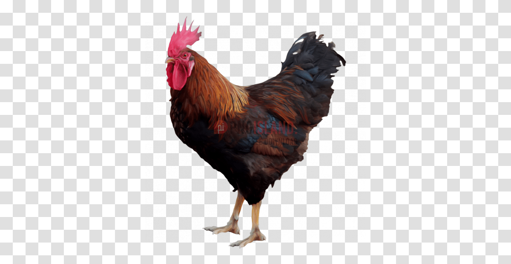 Cock Chicken Rooster Image With Hen, Poultry, Fowl, Bird, Animal Transparent Png