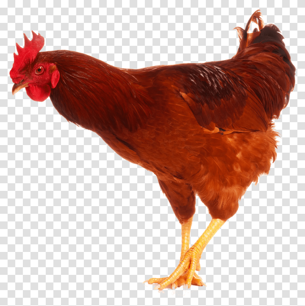 Cock Chicken With Prosthetic Leg, Poultry, Fowl, Bird, Animal Transparent Png
