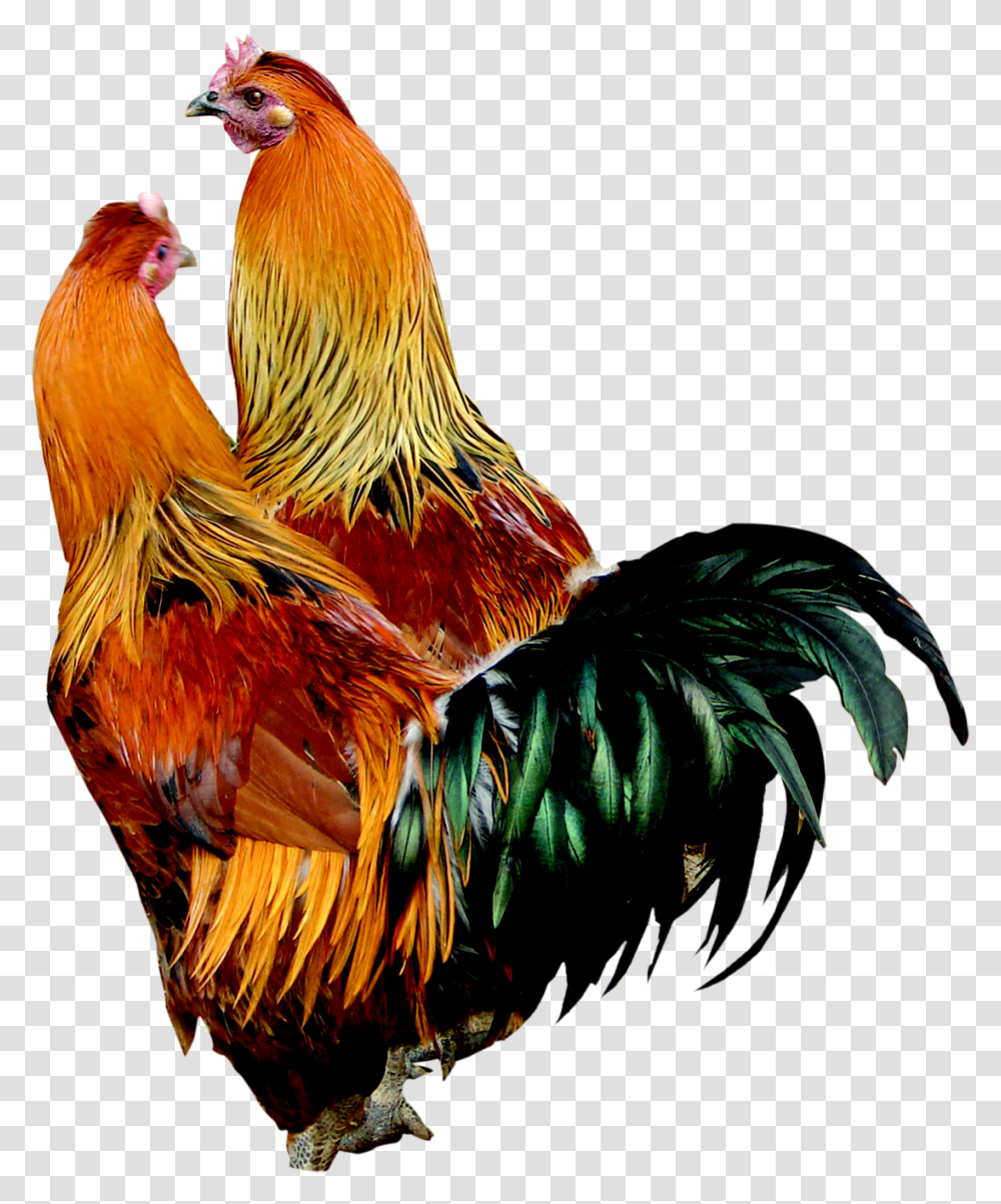 Cock Cock Images Hd, Chicken, Poultry, Fowl, Bird Transparent Png