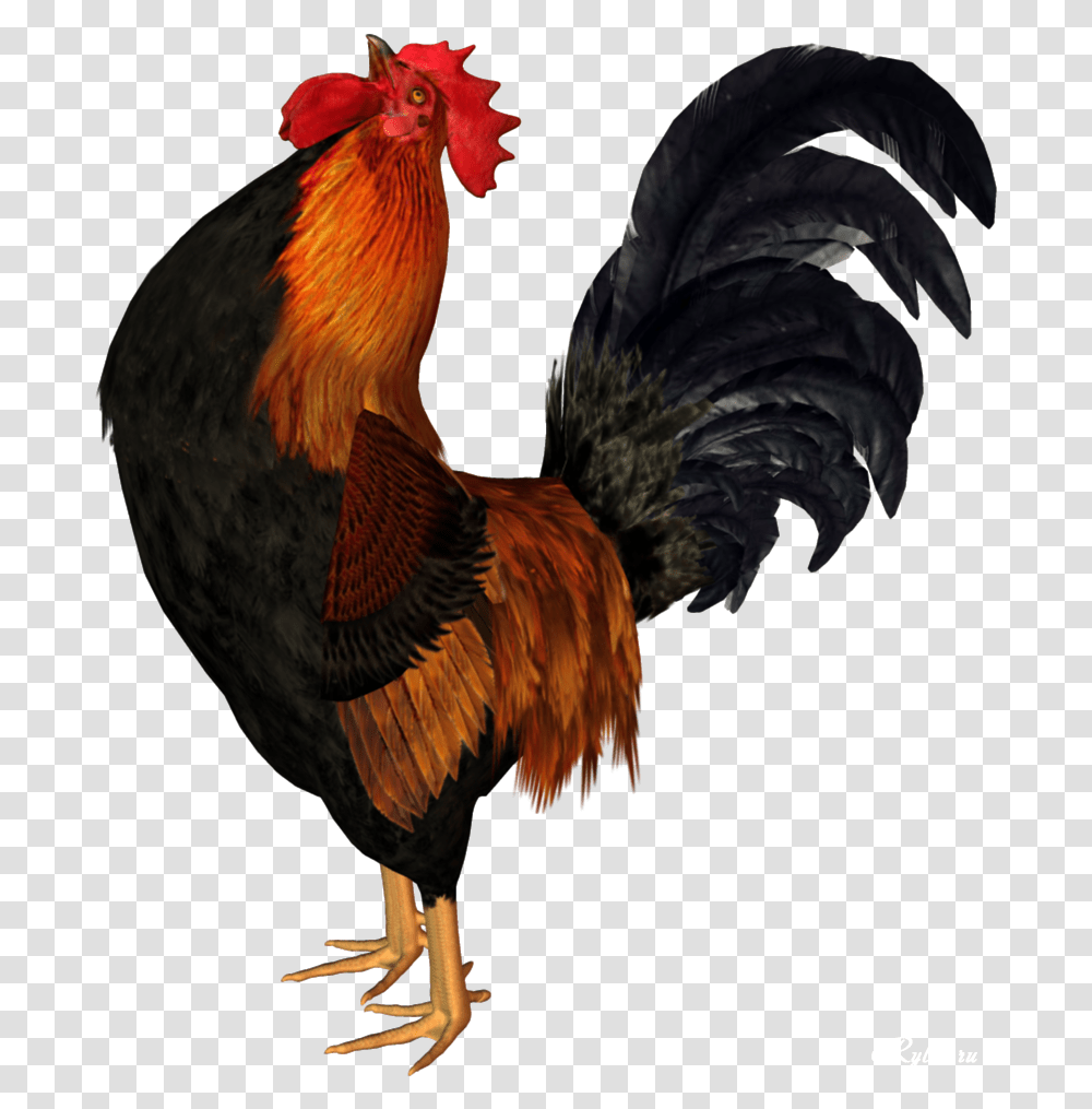 Cock Hd Animated Rooster, Poultry, Fowl, Bird, Animal Transparent Png