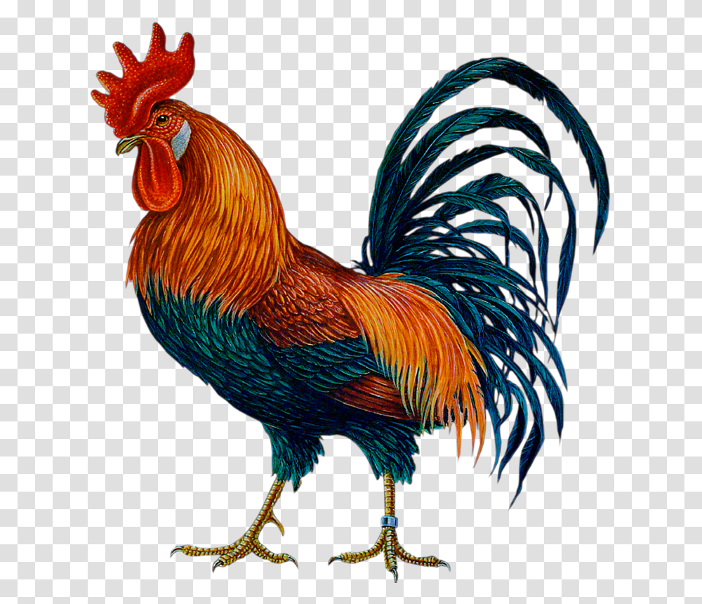 Cock Hd Cock Hd Images, Chicken, Poultry, Fowl, Bird Transparent Png
