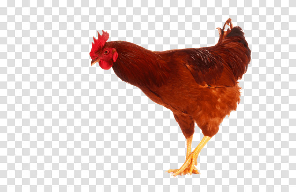 Cock Hd Hen Birds Images Hd, Chicken, Poultry, Fowl, Animal Transparent Png