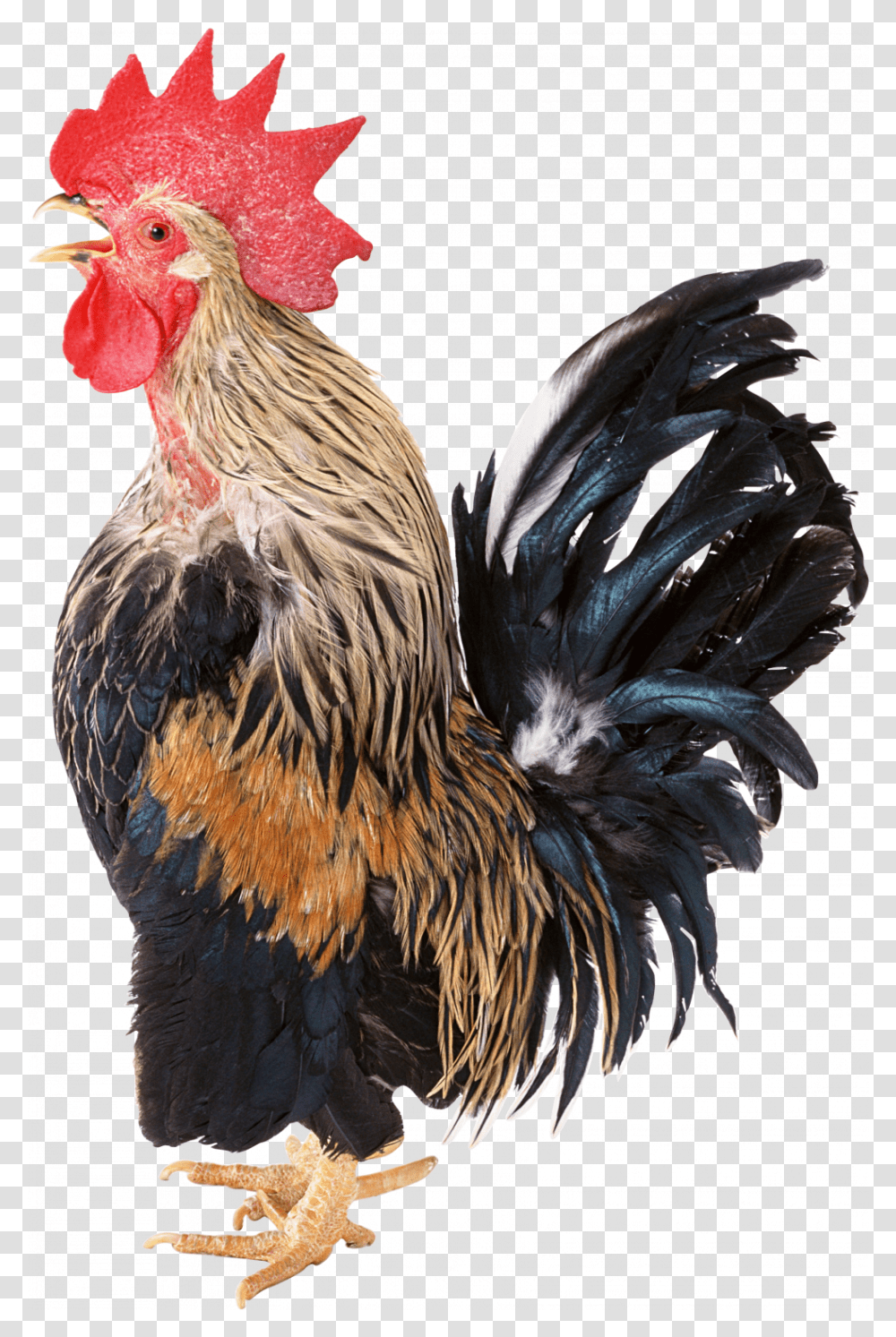 Cock Rooster, Chicken, Poultry, Fowl, Bird Transparent Png