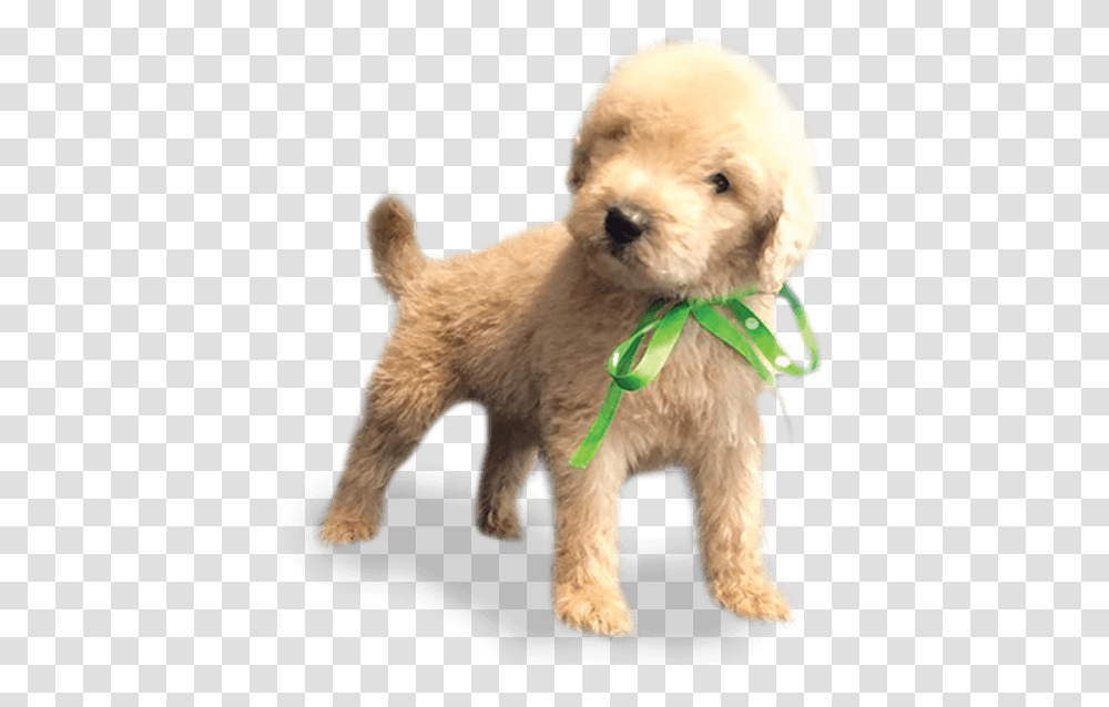 Cockapoo Miniature Poodle Schnoodle Goldendoodle Toy Toy Poodle, Puppy, Dog, Pet, Canine Transparent Png