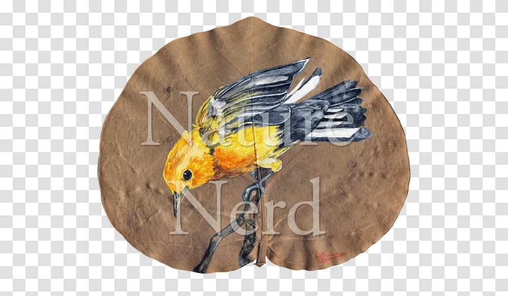 Cockatiel, Animal, Bird, Canary, Fish Transparent Png