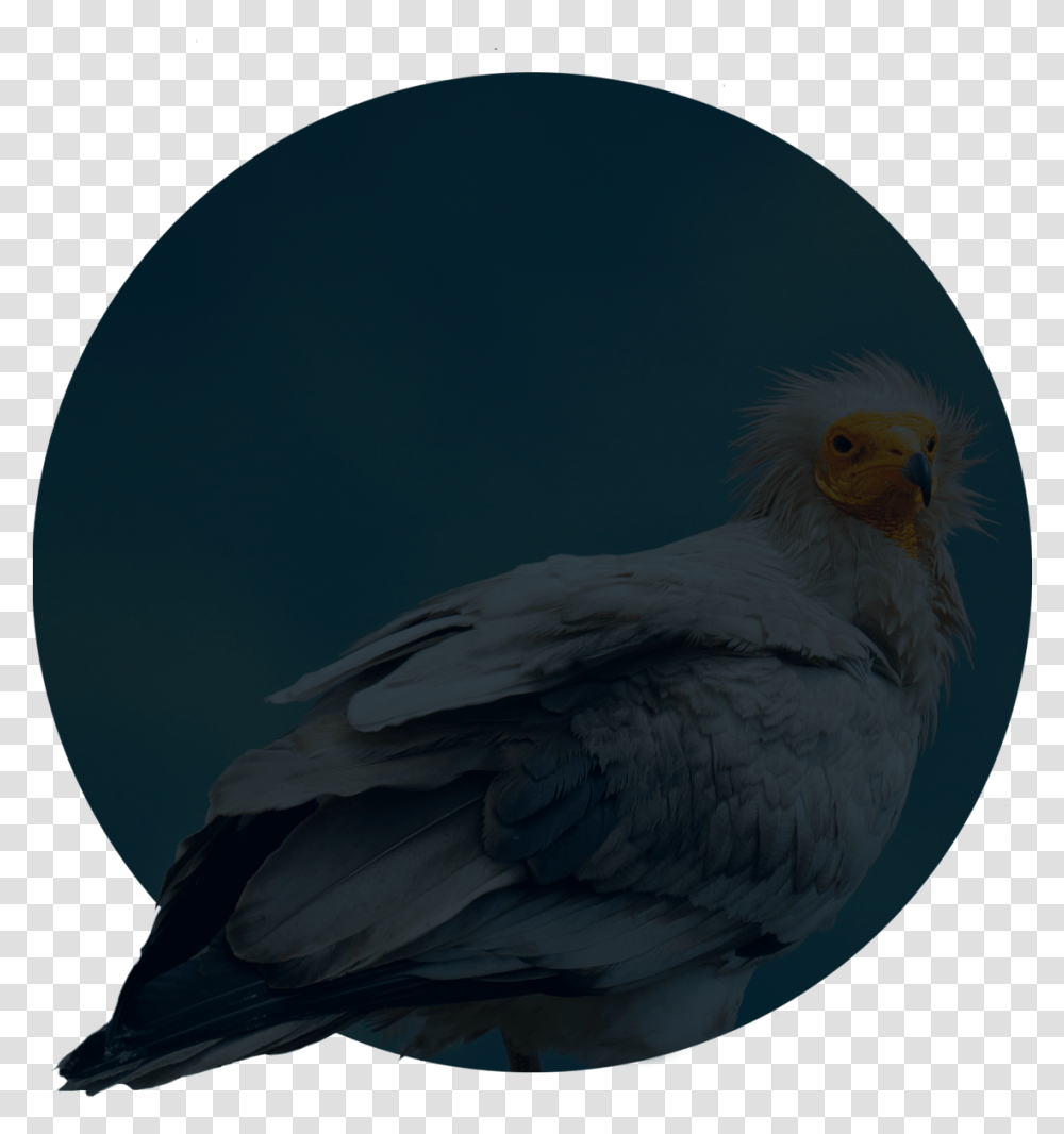Cockatiel, Bird, Animal, Vulture, Eagle Transparent Png