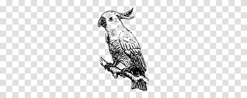 Cockatoo Animals, Gray, World Of Warcraft Transparent Png