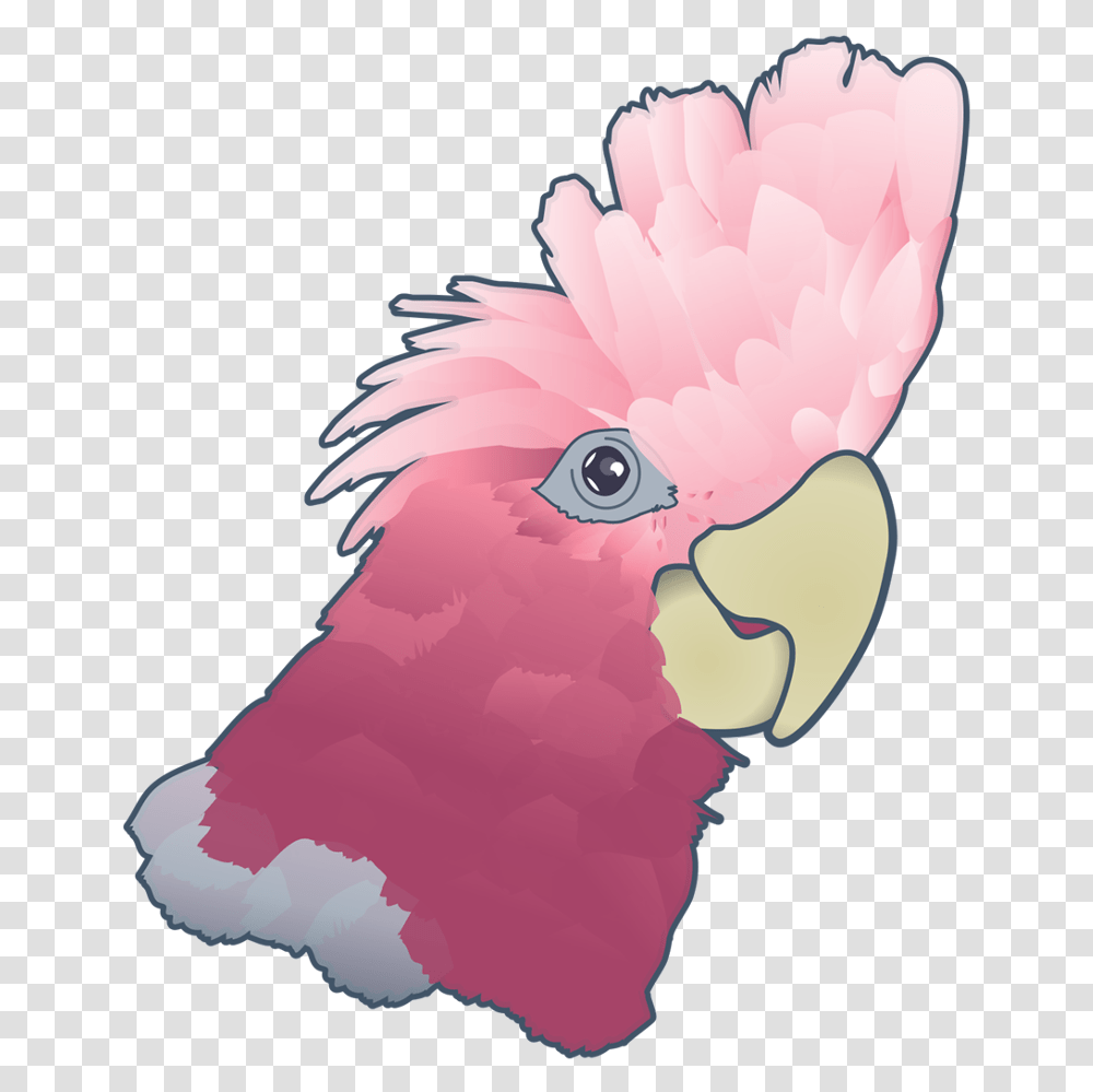 Cockatoo, Bird, Animal, Parrot Transparent Png