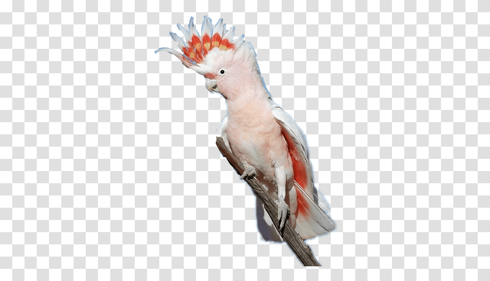 Cockatoo Bird Major Mitchell's Cockatoo Wings, Parrot Transparent Png